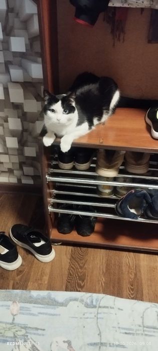 Отдам в добрые руки