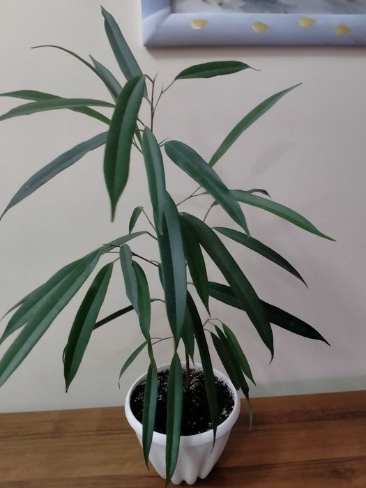 Продам фикус Али