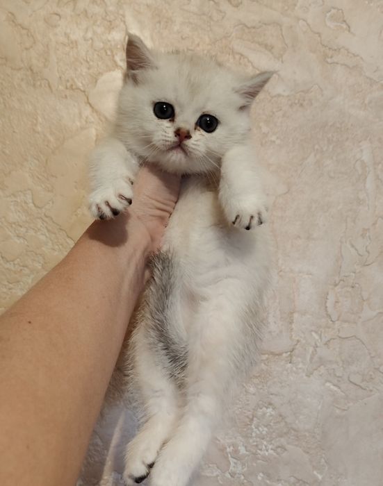 Алматы Шиншиллы Серебро