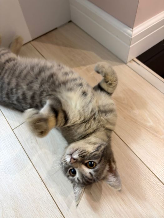 Кошечка ищет дом, отдам даром!