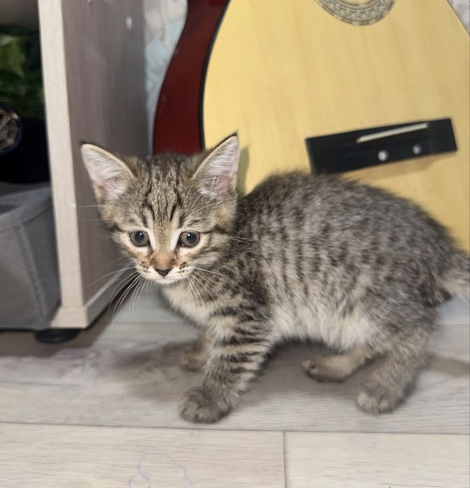 Отдам котят бесплатно