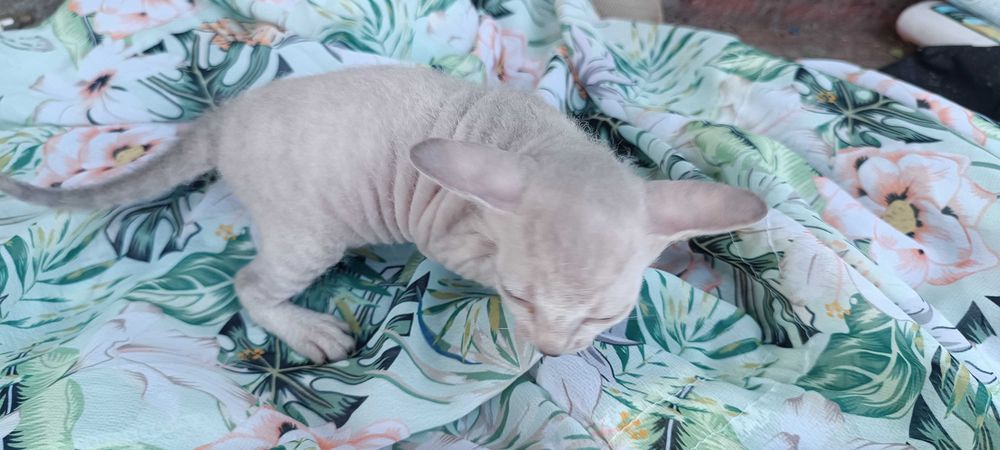 Продажа Котят Сфинкса