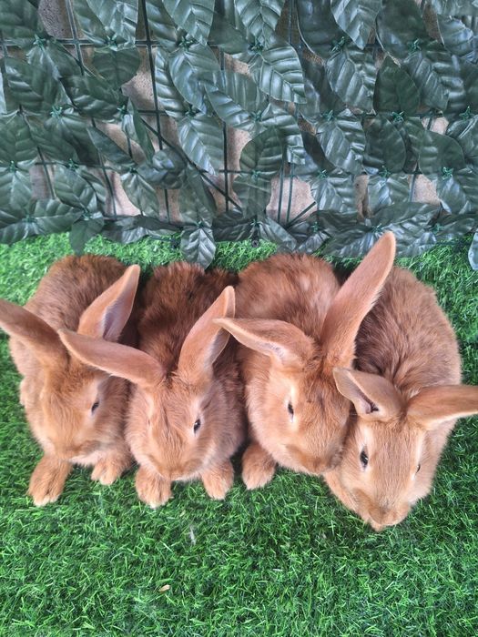 Кролики  Бургундский