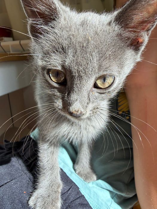 Подарявам две котета