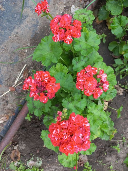 Герань или пеларгония