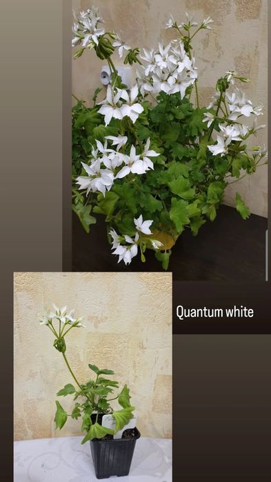 Тюльпановидные, розовидные и др. герани