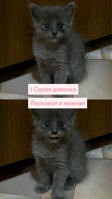 отдам 3 котят в добрые руки