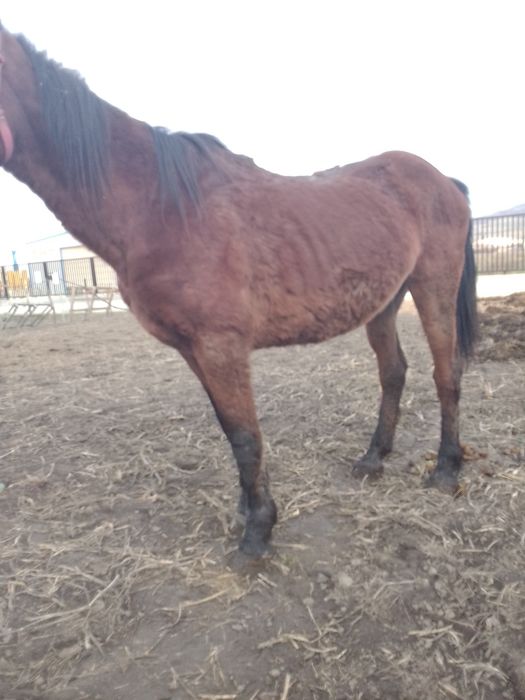 Vând o iapă de abator