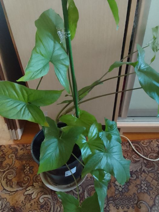Продам комнатные цветы