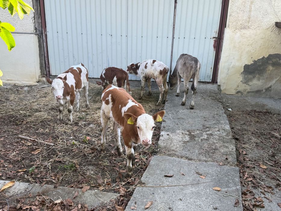 Vând 5 viței semi înțărcați