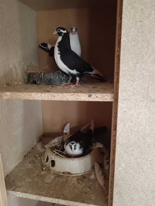 Porumbei galateni, jucatori