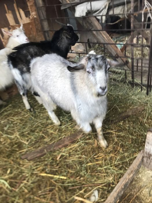 Козлы на случку