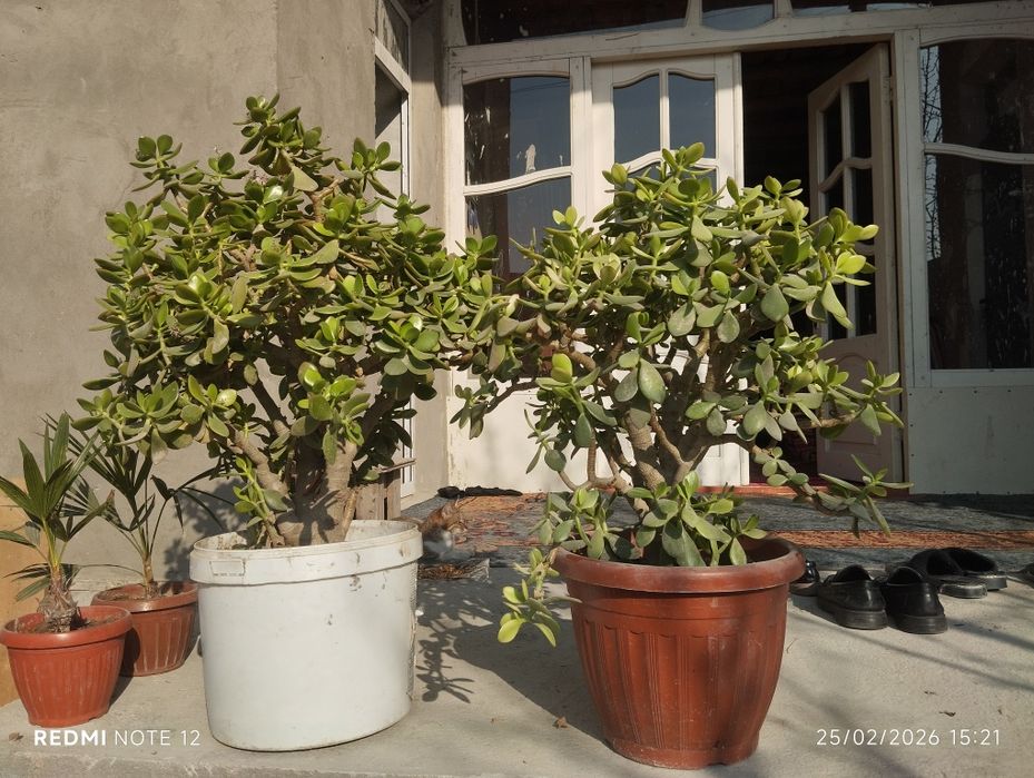 Dollor gullar sotiladi