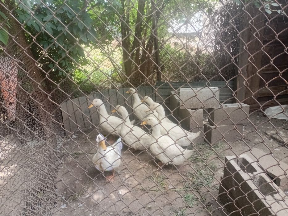Продам уток Стар 53