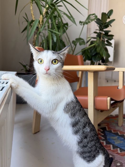 Котенок ЛАЙМА. 8 месяцев