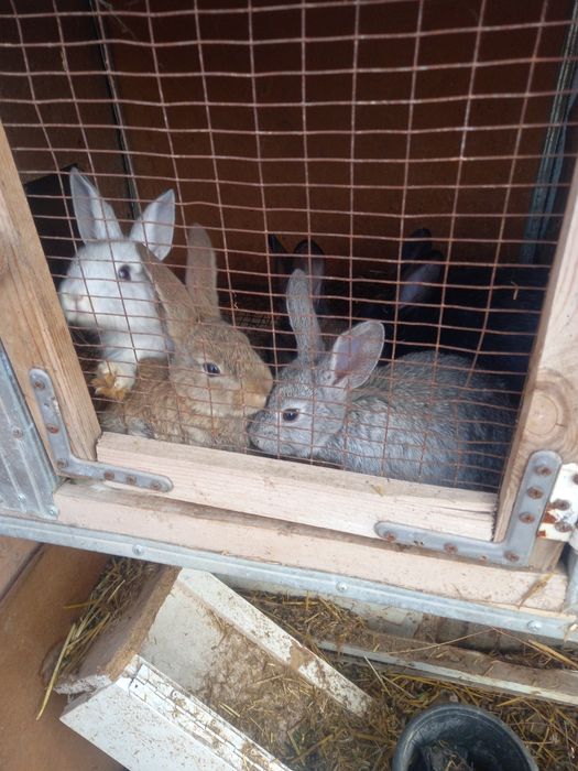 Куйон болалари сотилади