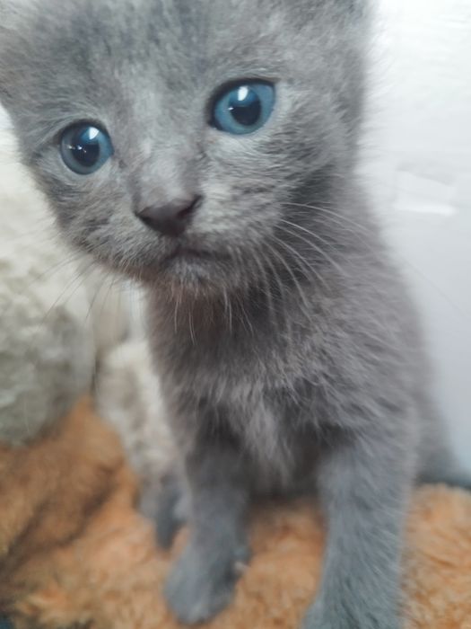 Продам котят папа британец