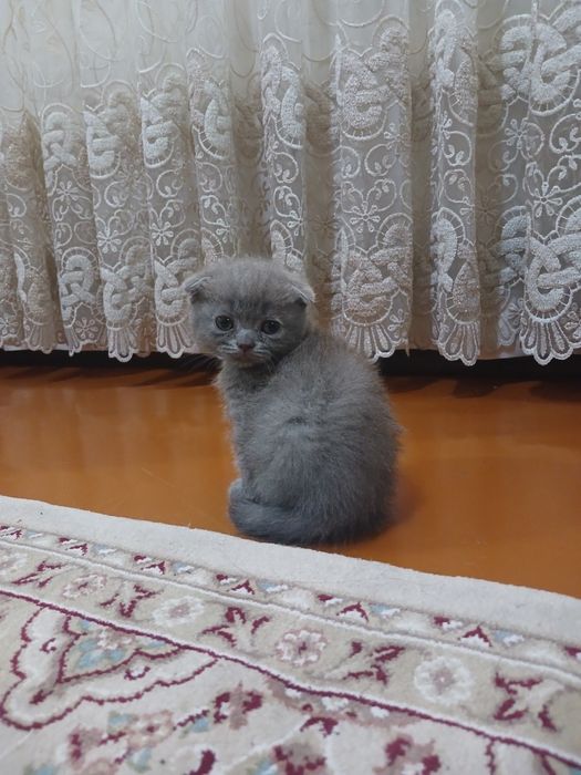 Scottish fold zotli mushuk