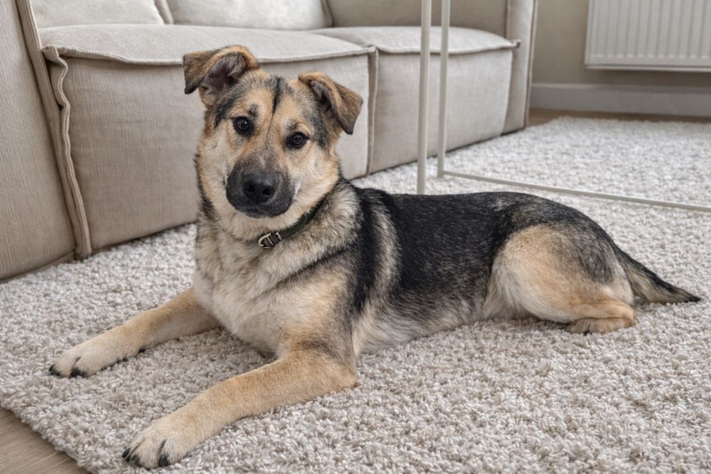 Стелла - идеальная собака для семьи