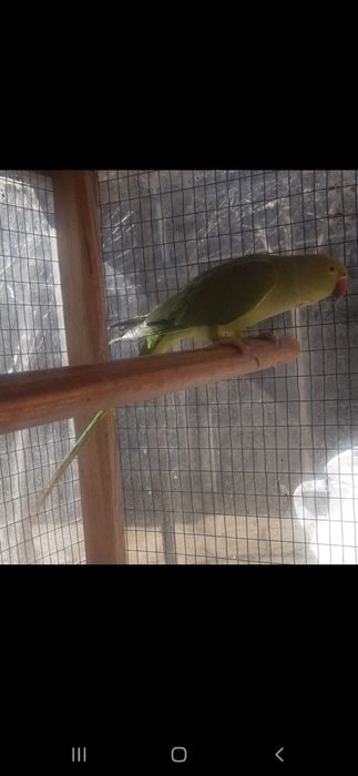 Продаёться  Кенар и Ожереля