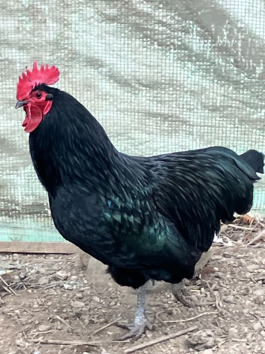 Cocoş australorp