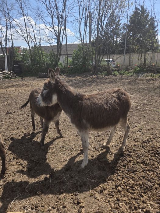 Vand măgarita gestanta si 3 pui