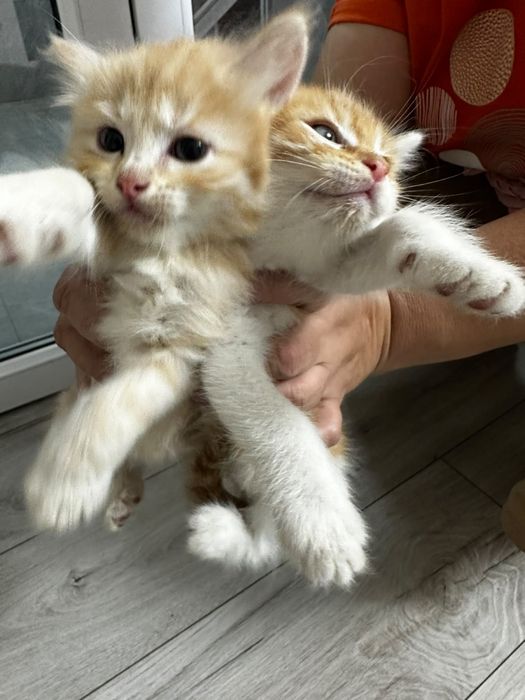 Отдам котят в добрые, хорошие руки