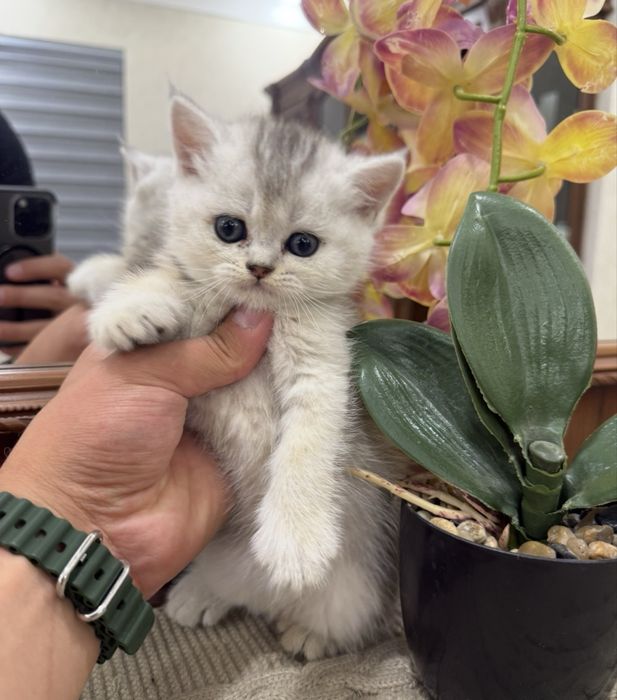 Шиншилла кошка shinshilla mushuk