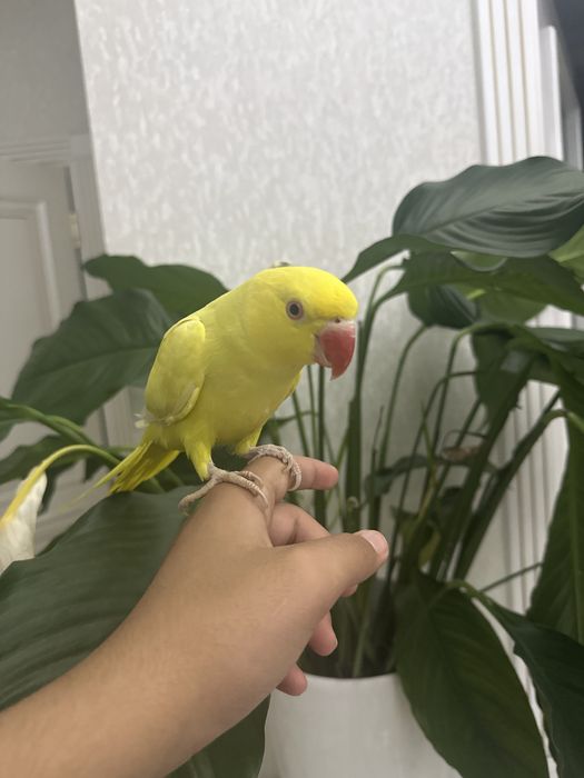 Ожереловый попугай, редкой расцветки