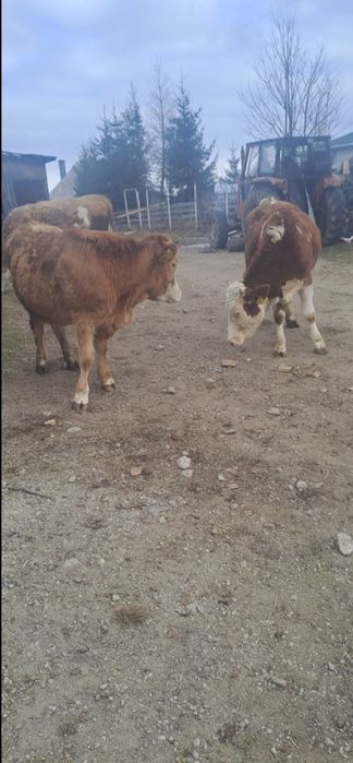 De vânzare 2 junici