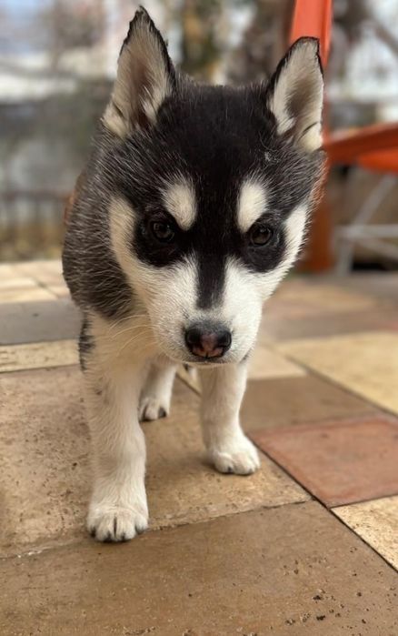 Vând pui husky siberian
