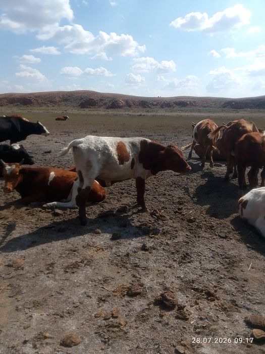 Бычкй на продажу
