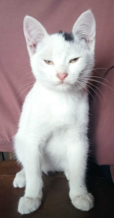 Котенок нуждаются в доме