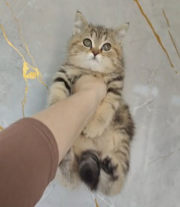 Мраморные Котята Британцы