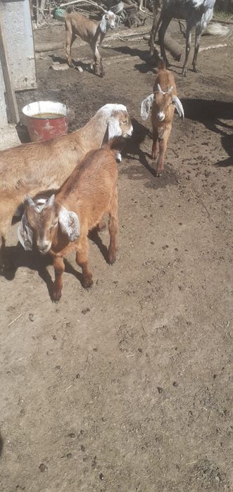 Iezi Anglo-nubieni