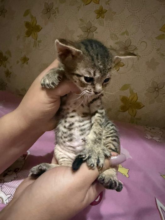 Бронирование котят