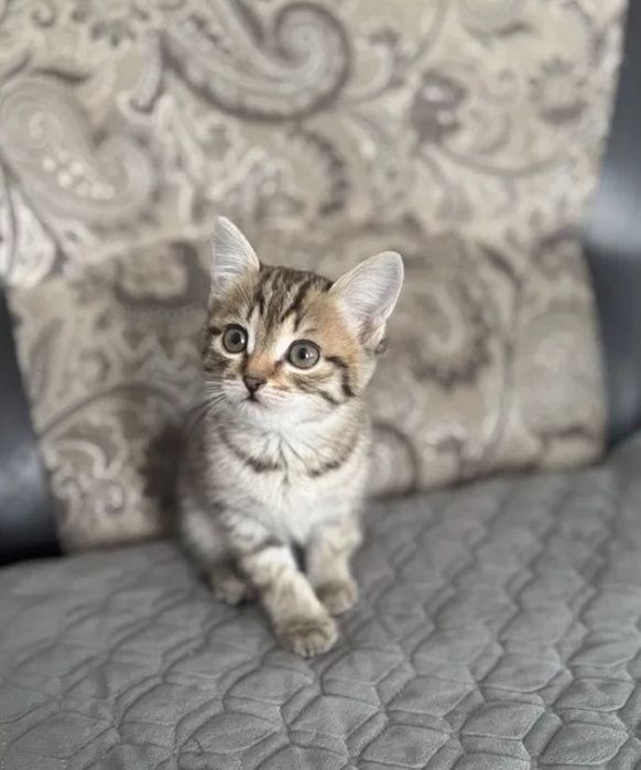 Шикарнейшие Котята