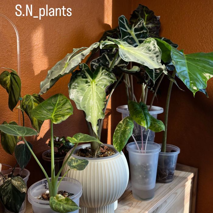 Клубень Алоказии Веном