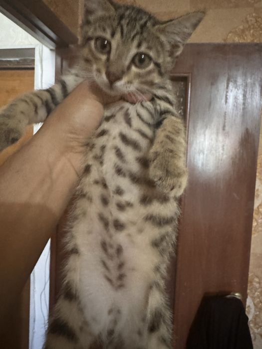 Отдам котёнка в добрые руки