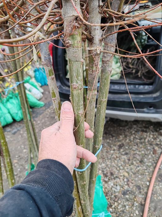 Salcie japoneza și plângătoare cu rădăcină ambalata