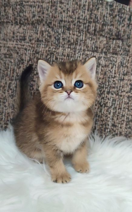Золотая шиншилла мальчик