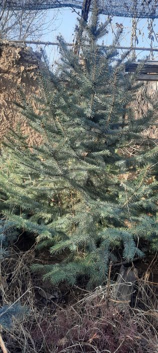 Голубая ель сотилади