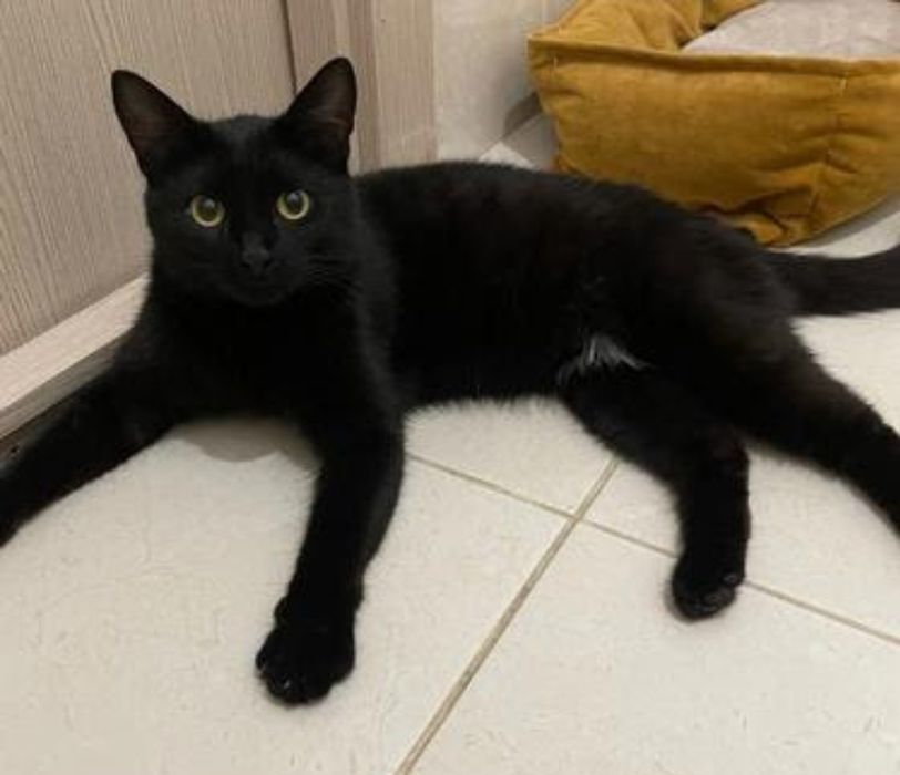 Отдам котёнка  6  месяцев