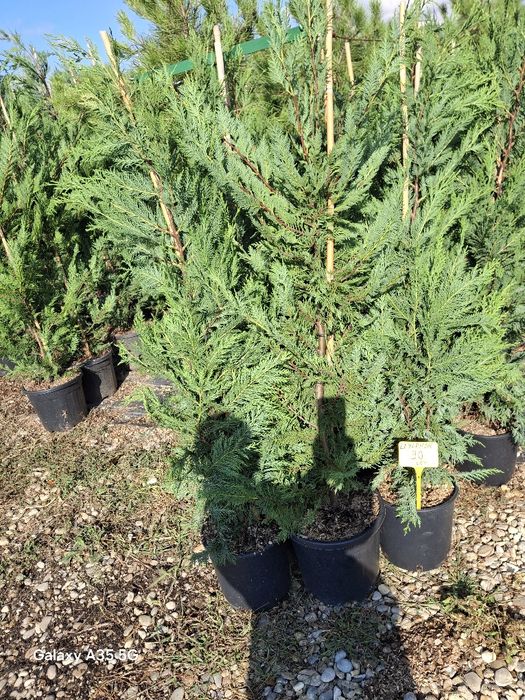 Vând tuia leylandii la oferta
