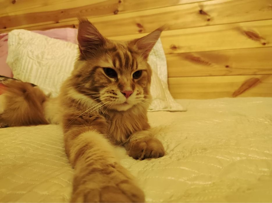 Вязка с шикарным мэйн-куном