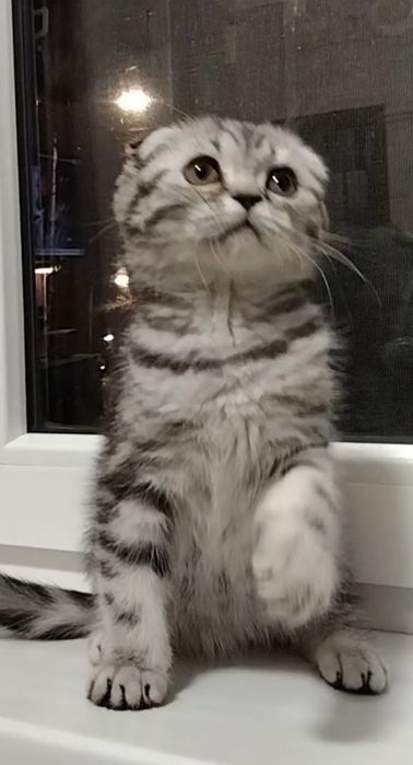 Шикарная вислоухая девочка.