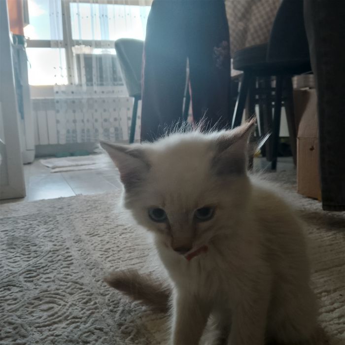 продается кошечка