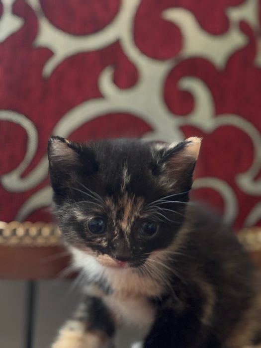 котенок ищет новый дом