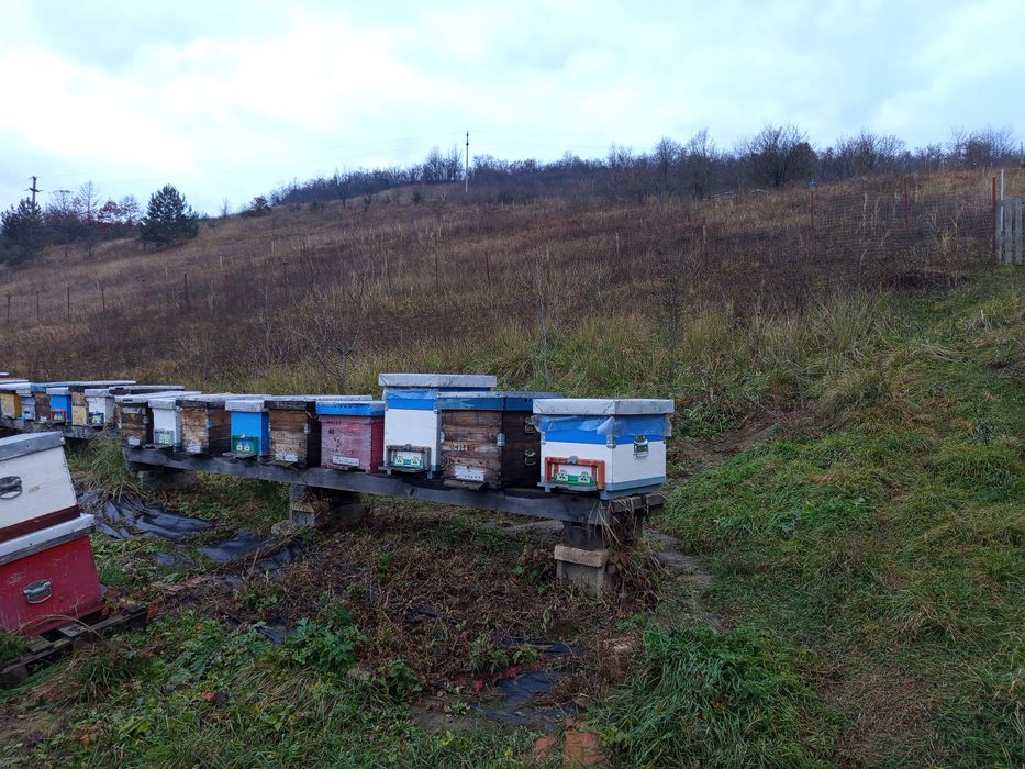 Vând familii de albine