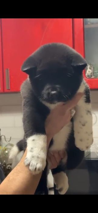 Щенки американская акита